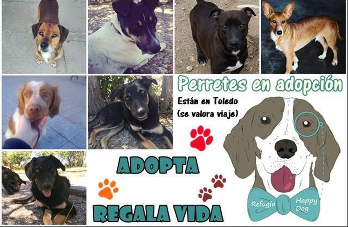 Los refugios de animales inician campaña para Navidad: adoptar mejor