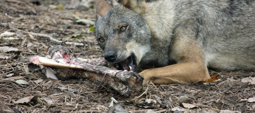 lobo_iberico