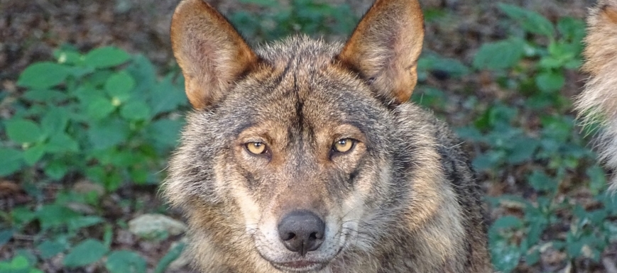 lobo_iberico