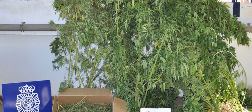 marihuana_puertollano