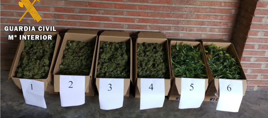 polan_marihuana