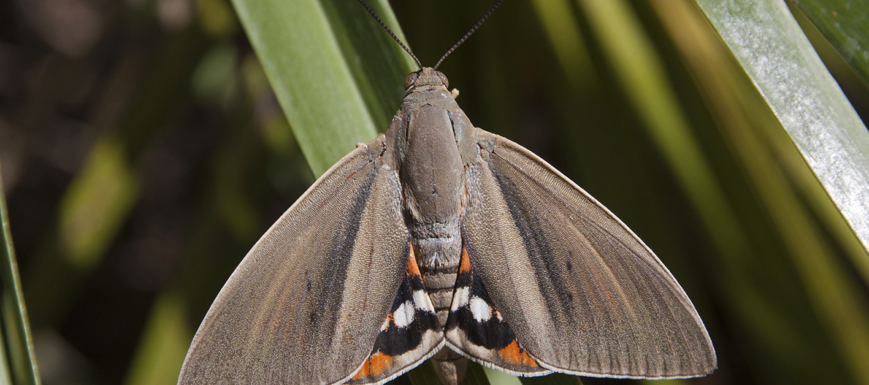 Paysandisia_Archon_mariposa_nociva