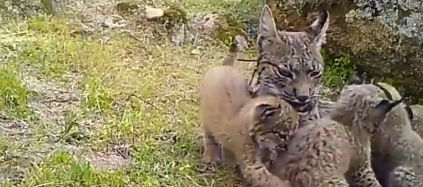 Los cuatro cachorros de lince ibérico jugando con su madre primeriza, Nenúfar