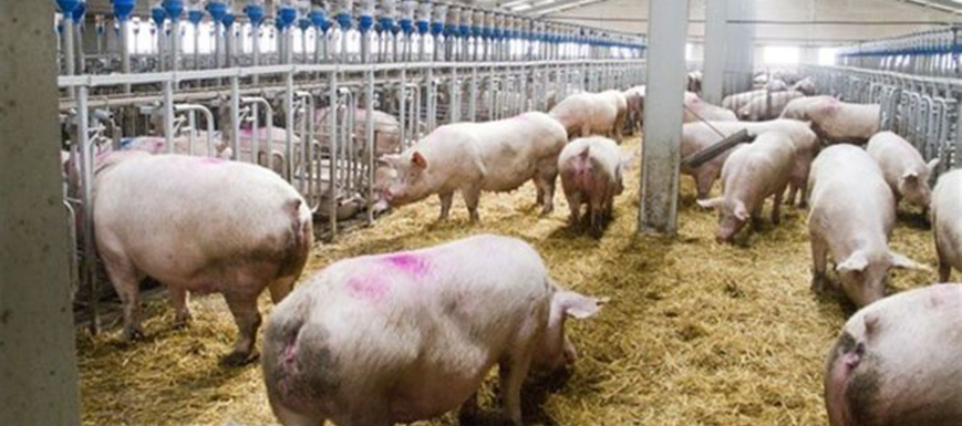 granja_cerdos