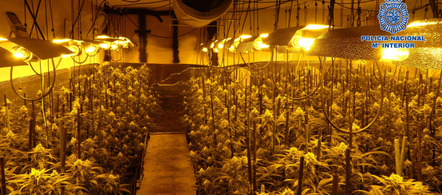 marihuana_arges