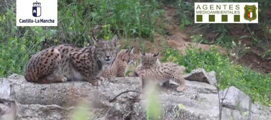 linces