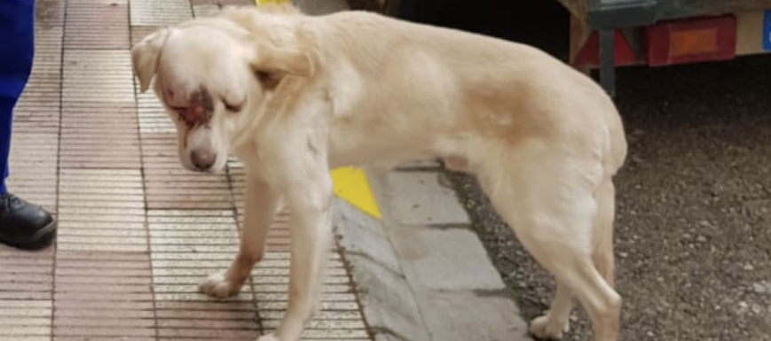 perro_maltrato