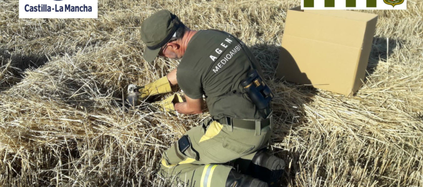 rescate_aguiluchos_agente_medioambiental_