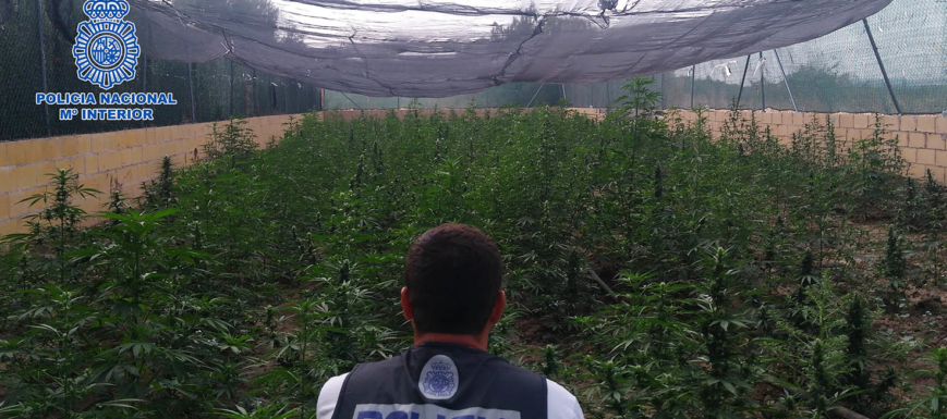 Cultivo_marihuana_Talavera_